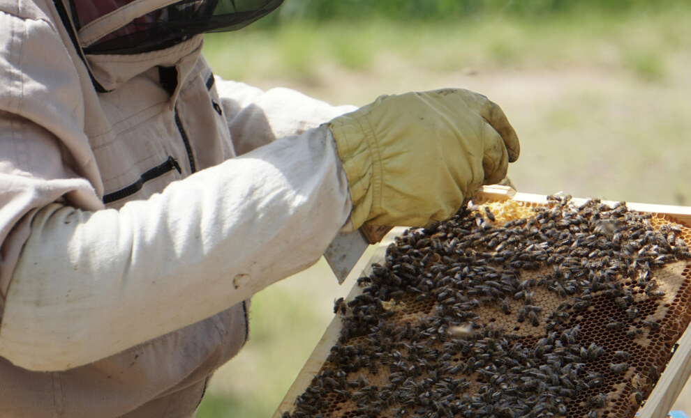 Arıcılıkta Sürdürülebilirlik ve Çevre: Gelecek Nesiller İçin Arıları Korumak